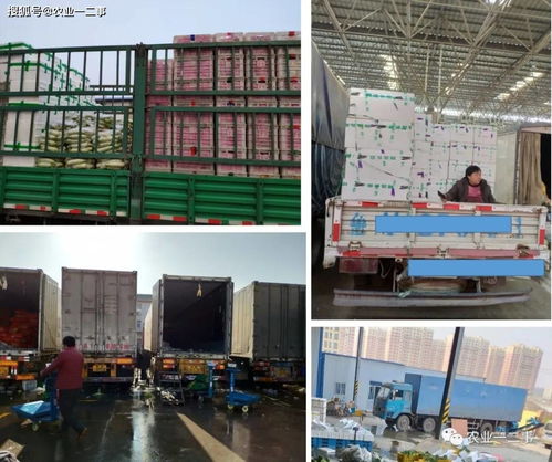 從田間到餐桌的低溫旅程 初級農產品冷鏈的真實模樣與未來五大發力點